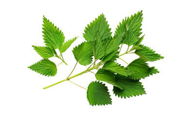 Nettle