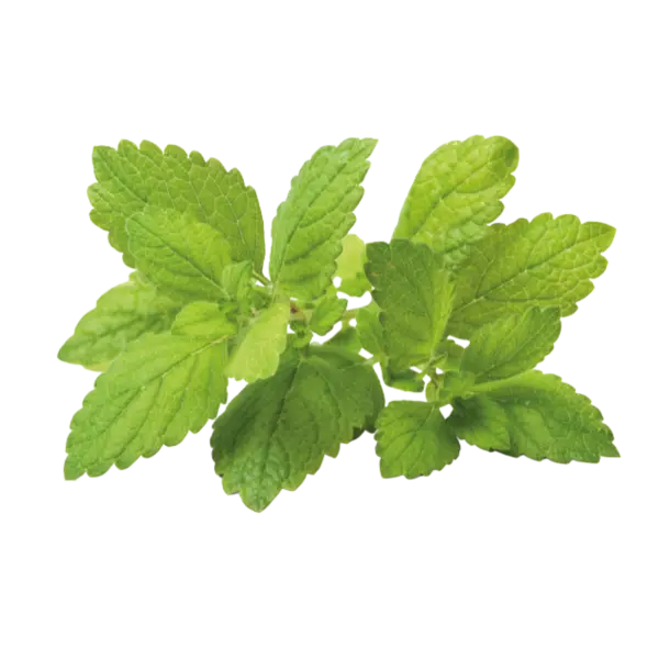Lemon Balm Herb