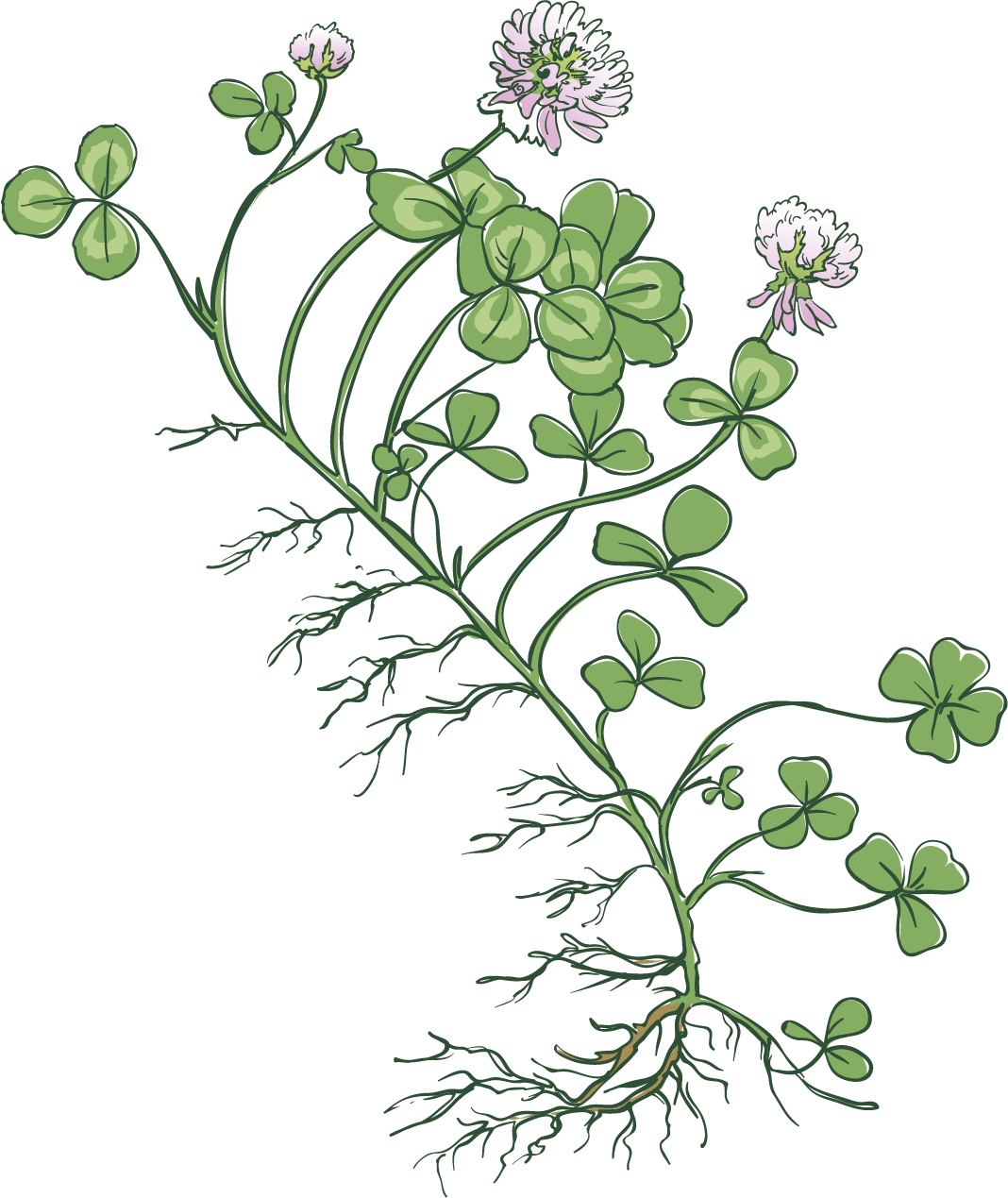 White clover herb