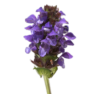 Self-heal herb