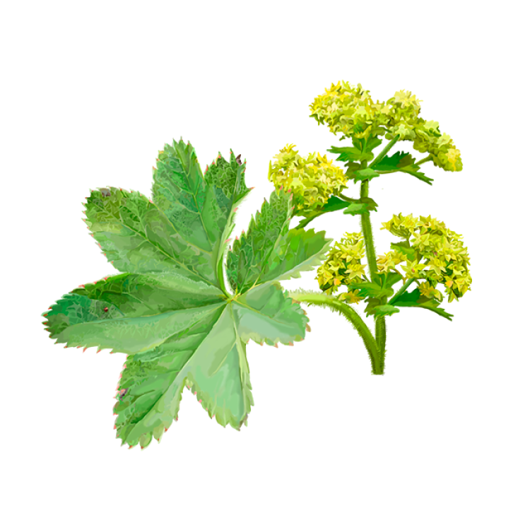 Lady's mantle herb