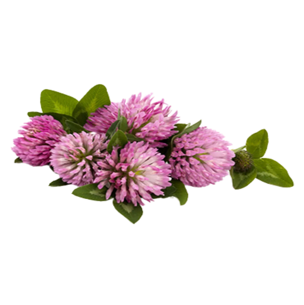 Red Clover Herb