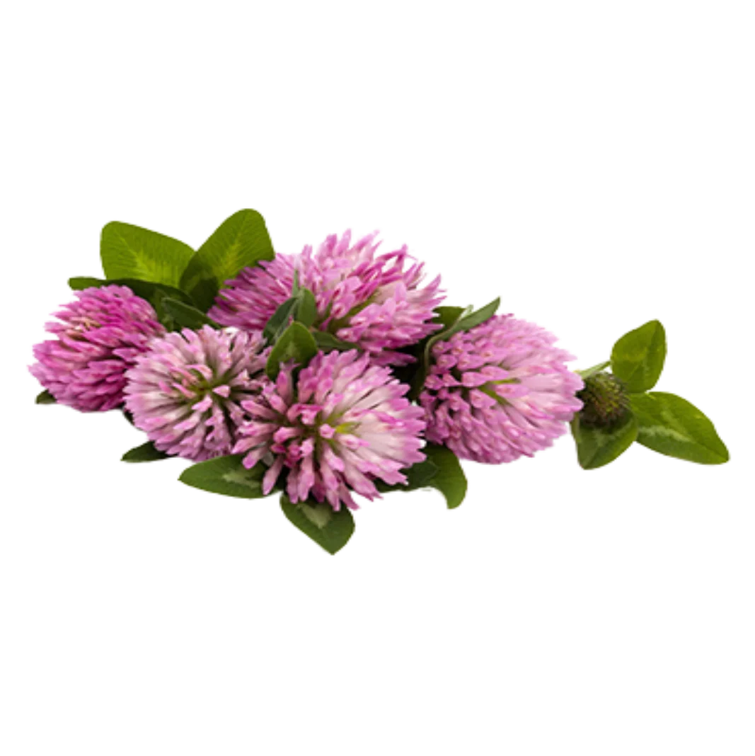 Red Clover Herb