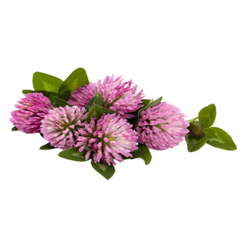 Red Clover Herb